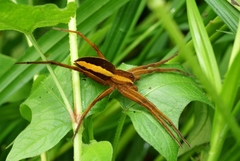 Dolomedes fimbriatus