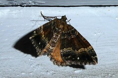 Hydriomena deltoidata