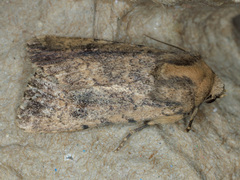 Protoperigea umbricata