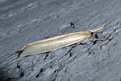Orocrambus angustipennis