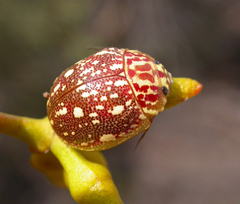 Paropsis geographica