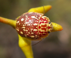 Paropsis geographica