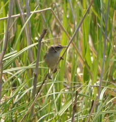 Acrocephalus orientalis