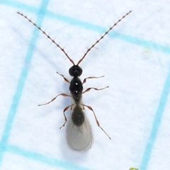 Trichopria