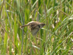 Acrocephalus orientalis