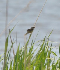 Acrocephalus orientalis