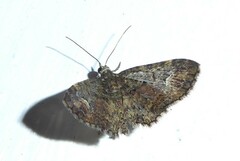 Pasiphilodes testulata