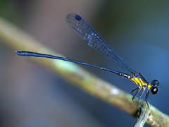 Lestoidea brevicauda
