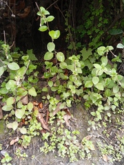 Epilobium rotundifolium