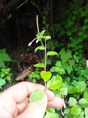 Epilobium rotundifolium