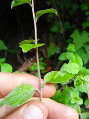 Epilobium rotundifolium