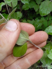 Epilobium rotundifolium