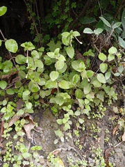 Epilobium rotundifolium