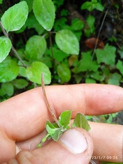 Epilobium rotundifolium