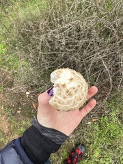 Agaricus deserticola