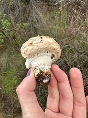 Agaricus deserticola