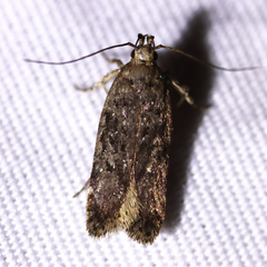 Gelechiini