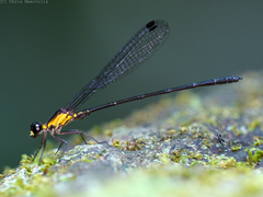 Lestoidea brevicauda