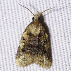 Platynota exasperatana