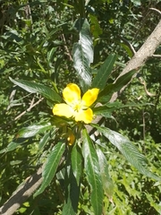 Ludwigia elegans