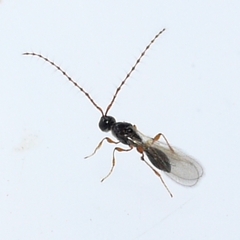 Trichopria