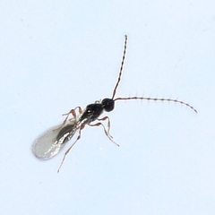 Trichopria