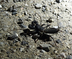 Mastigoproctus tohono