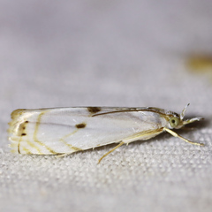 Microcrambus biguttellus