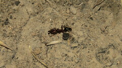 Odontomachus desertorum