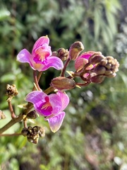 Bletia purpurea