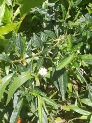 Gymnocoronis spilanthoides