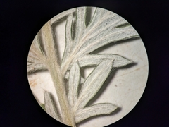 Potentilla bipinnatifida