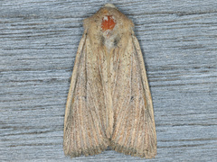 Benjaminiola colorada