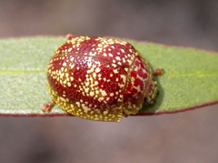 Paropsis variegata