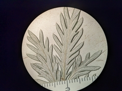 Potentilla bipinnatifida