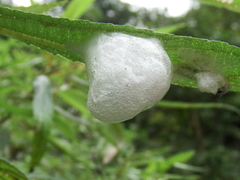 Okiscarta uchidae