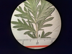 Potentilla bipinnatifida