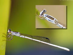 Agriocnemis argentea