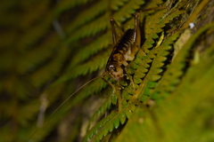 Hemiandrus