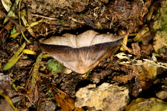 Sarisa muriferata