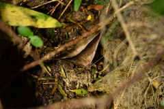 Sarisa muriferata