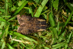 Ichneutica omoplaca