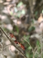 Dysdercus albofasciatus