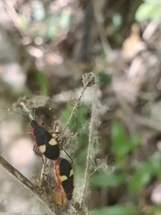 Dysdercus albofasciatus