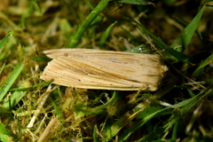 Ichneutica semivittata