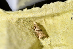 Harmologa amplexana