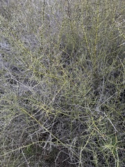 Adolphia californica