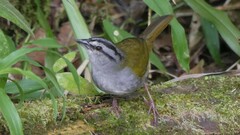 Arremonops conirostris