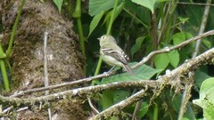 Empidonax flaviventris