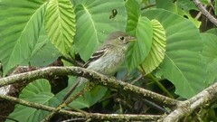 Empidonax flaviventris